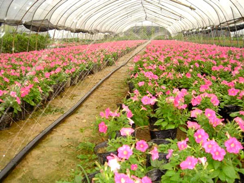 �c(di��n)���鿴Ԕ��(x��)��Ϣ��(bi��o)�}������΢���� ��x�Δ�(sh��)��3443