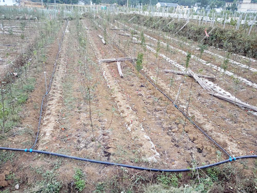 �c(di��n)���鿴Ԕ��(x��)��Ϣ��(bi��o)�}���Ҙ���С�͇��� ��x�Δ�(sh��)��3315